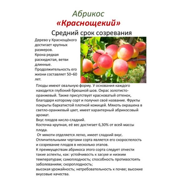 Абрикос в ассортименте 2 летка ЗКС, изображение 2