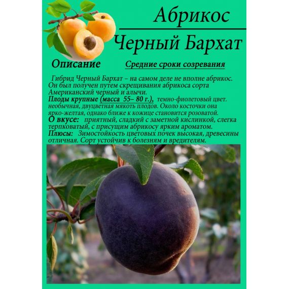 Абрикос в ассортименте 2 летка ЗКС, изображение 3