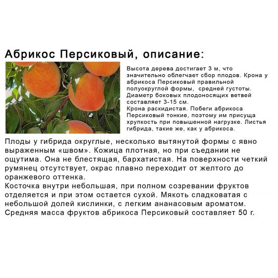 Абрикос в ассортименте 2 летка ЗКС, изображение 5
