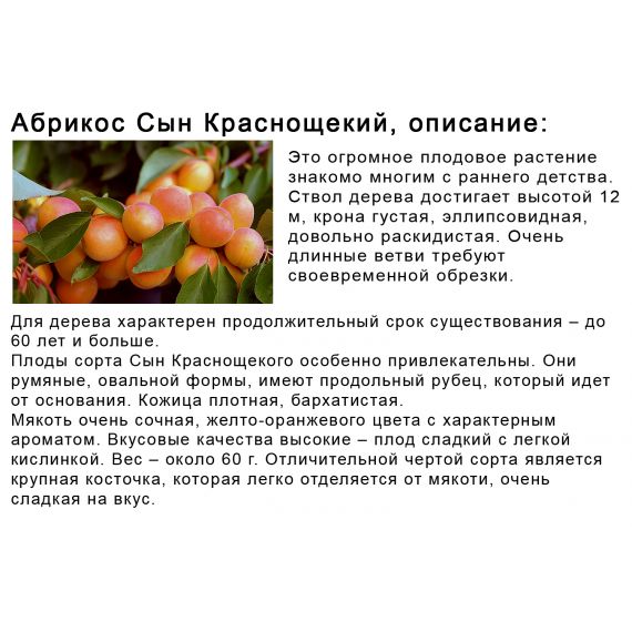 Абрикос в ассортименте 2 летка ЗКС, изображение 4