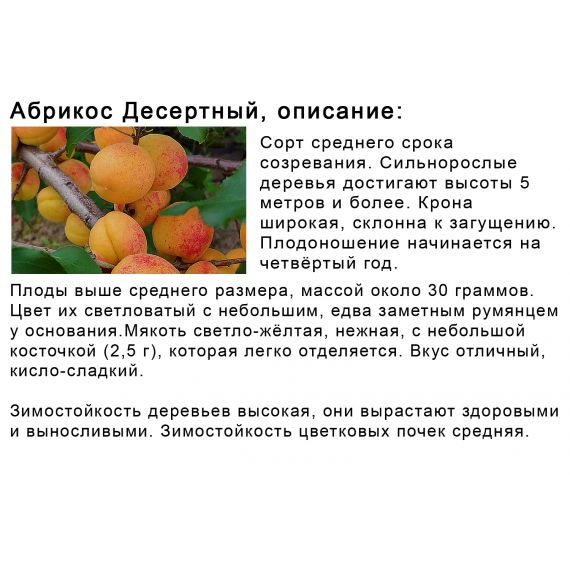Абрикос в ассортименте 2 летка ЗКС