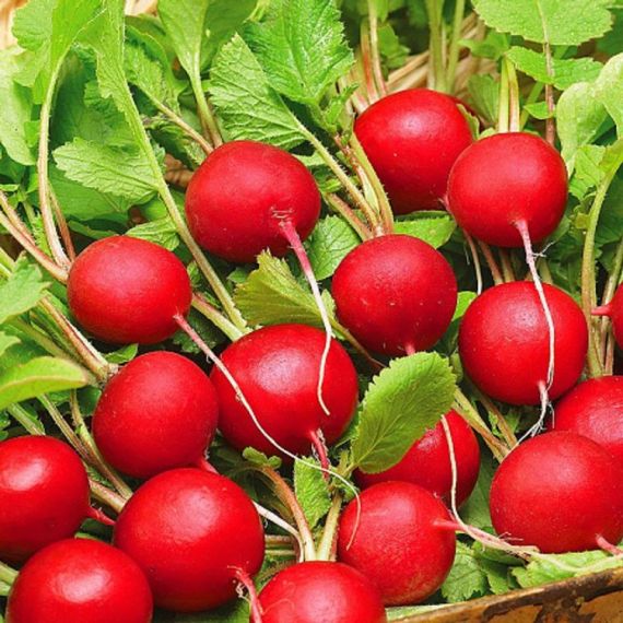Семена Золотая Сотка Алтая Редис Заря 2г