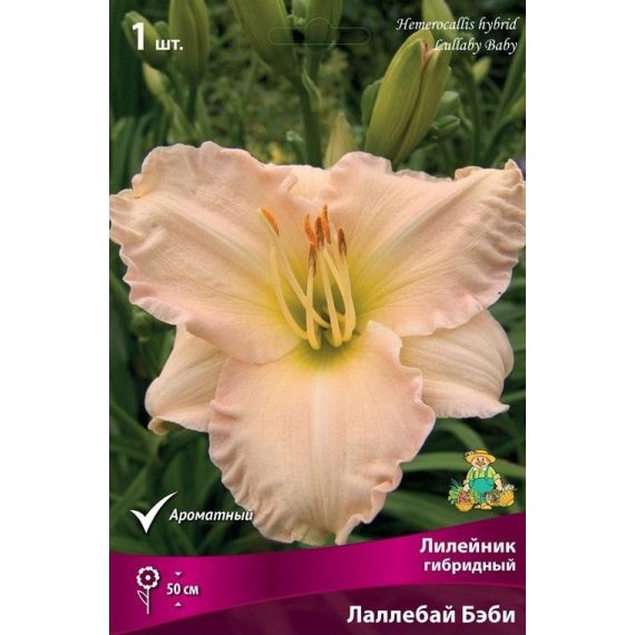 Многолетник ЛИЛЕЙНИК Лаллабай бэби 1шт 00589