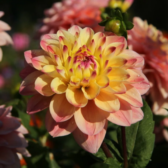 Многолетник ГЕОРГИН Лейкленд Отем 3858, изображение 2