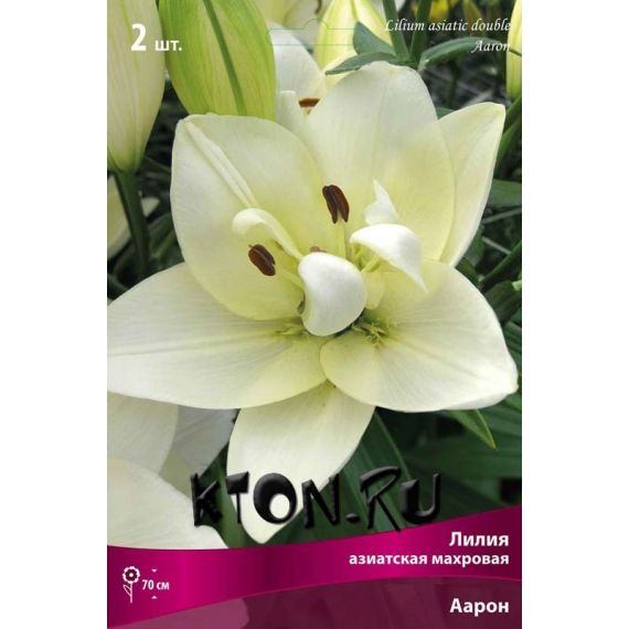 Многолетник ЛИЛИЯ Азиатская махровая Аарон 2шт  2782-1
