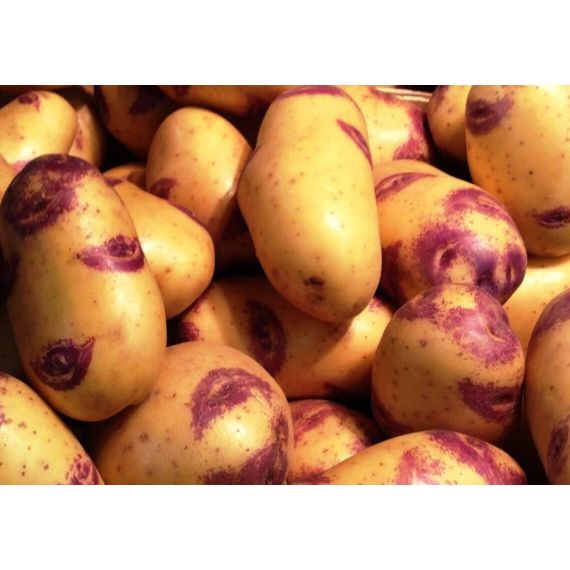 Картофель семенной ИВАН ДА ШУРА 2 кг, изображение 2