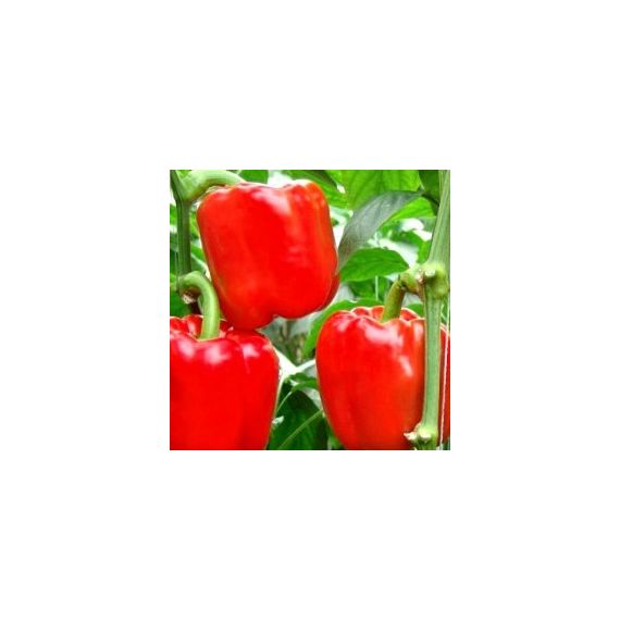 Семена Дом Семян Перец сладкий Калифорнийское чудо красный 20шт