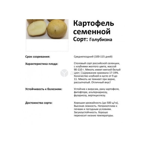 Картофель семенной ГОЛУБИЗНА 2кг РОССИЯ