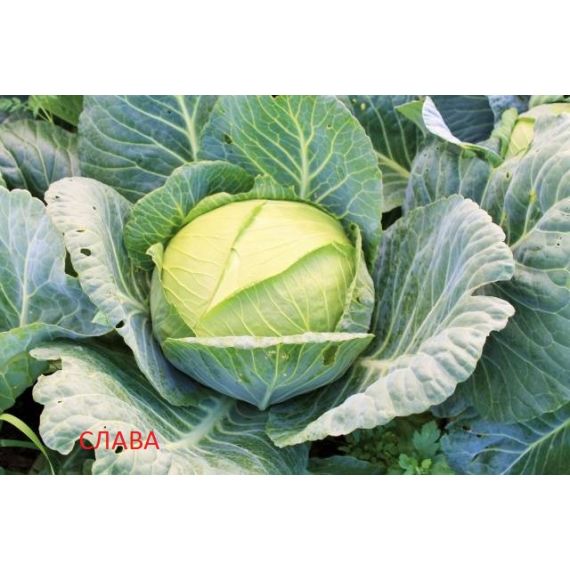 Капуста  1шт