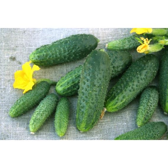 Семена Гавриш Огурец Щедрик F1 10 шт, изображение 2