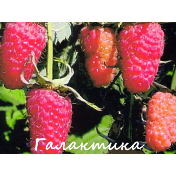 Малина Галактика