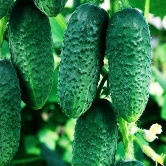 Семена АГРОУСПЕХ Огурец Кустовой 0,3г