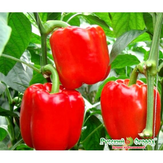 Семена РУССКИЙ ОГОРОД Перец сладкий Калифорнийское чудо 0,3г  319140