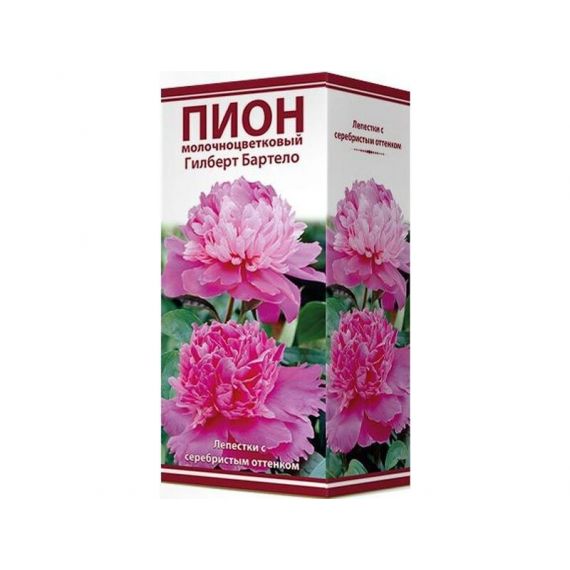 Многолетник ПИОН Гилберт Бартело 1шт