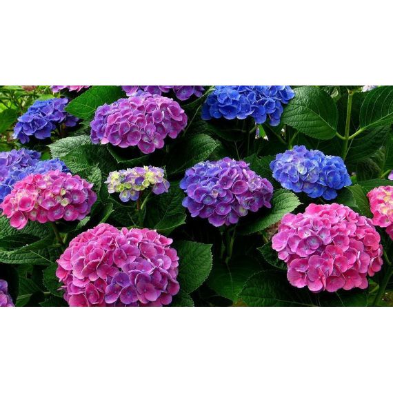 Гортензия крупнолистая d14, изображение 2 Гортензия крупнолистая d14, изображение 2
