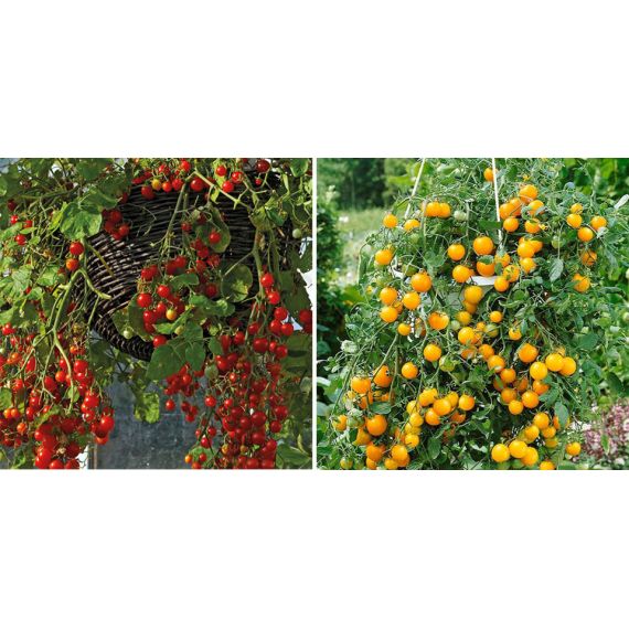 Томат  d12, изображение 5