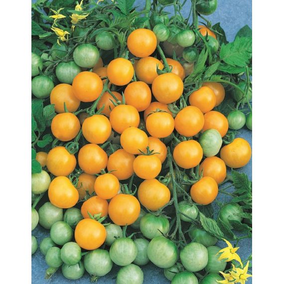 Томат  d12, изображение 4