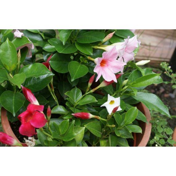 Дипладения кашпо 23 см, изображение 2