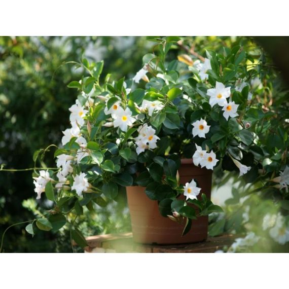 Дипладения кашпо 23 см, изображение 3