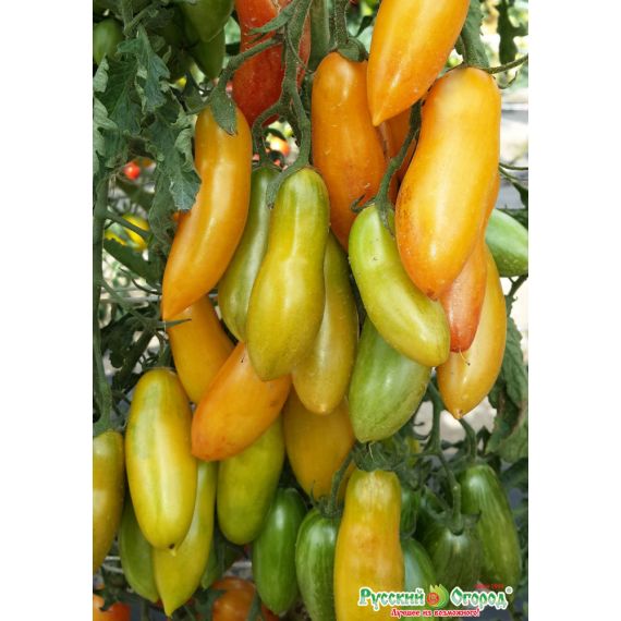 Семена РУССКИЙ ОГОРОД Томат Медовая пальчики