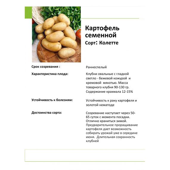 Картофель семенной КОЛЕТТЕ 2 кг