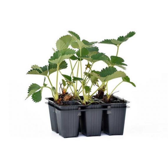 Земляника 5 шт. в ассортименте, изображение 7