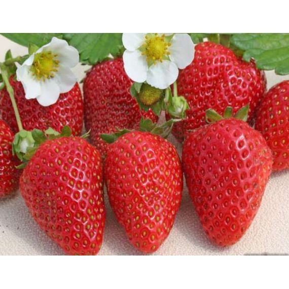 Земляника 5 шт. в ассортименте, изображение 2