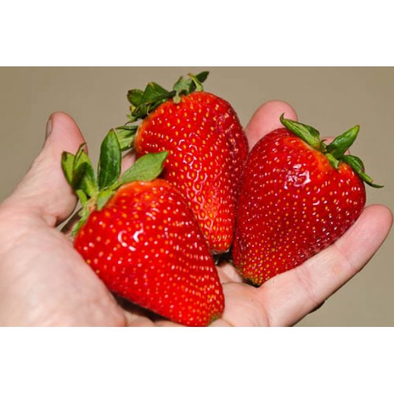 Земляника 5 шт. в ассортименте, изображение 3