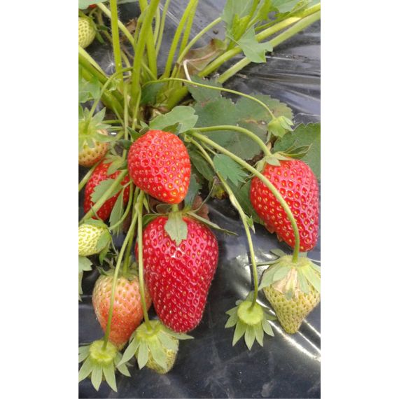 Земляника 5 шт. в ассортименте, изображение 4