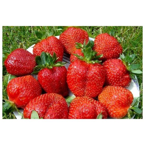 Земляника 5 шт. в ассортименте, изображение 6