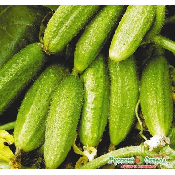 Семена РУССКИЙ ОГОРОД Огурец Конни 0,4г