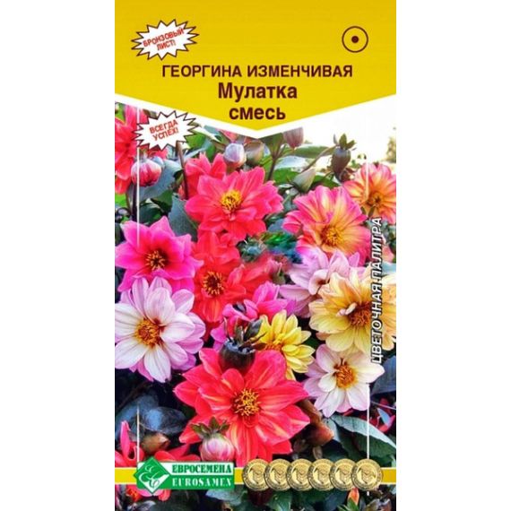 Семена Евросемена Георгина изменчивая Мулатка 20шт смесь