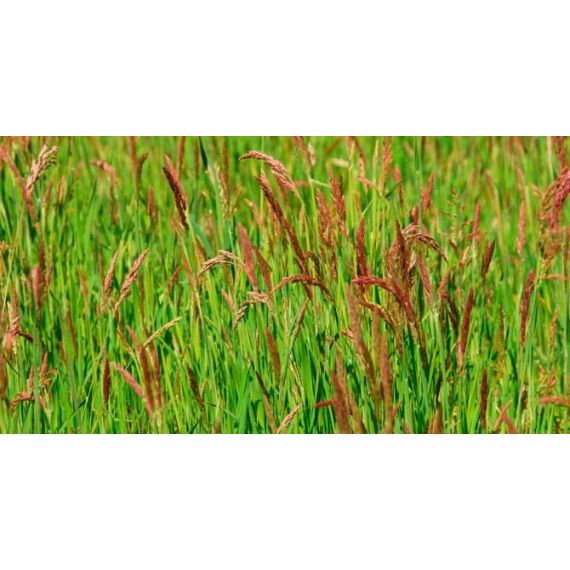 Овсяница красная 500гр