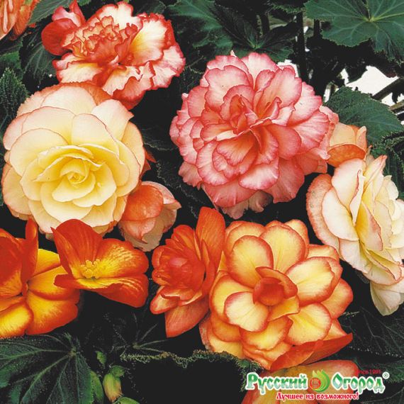 Семена РУССКИЙ ОГОРОД Бегония F1 Пикоти смесь 5шт  707035