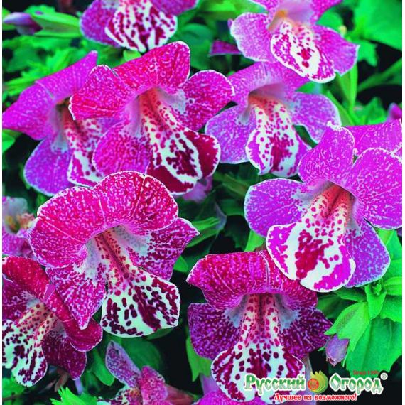 Семена РУССКИЙ ОГОРОД Мимулюс F1 Зимний закат 10шт  743049