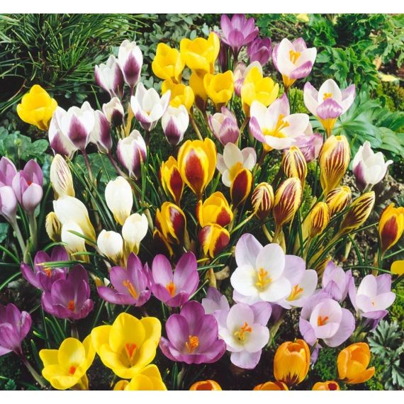 Многолетник НВМ Крокус 10 шт.в ассорт.