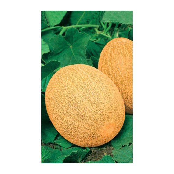 Семена Уральский Дачник Дыня Ананас 10шт