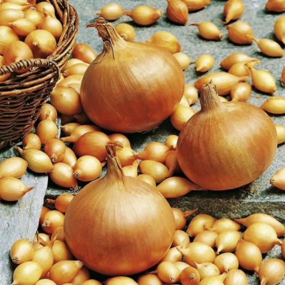 Лук-севок Стурон 14-21мм 0,5кг Россия