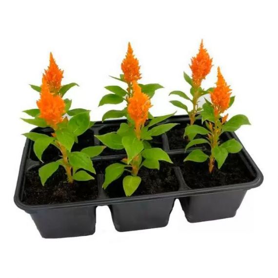 Целозия перистая 1шт