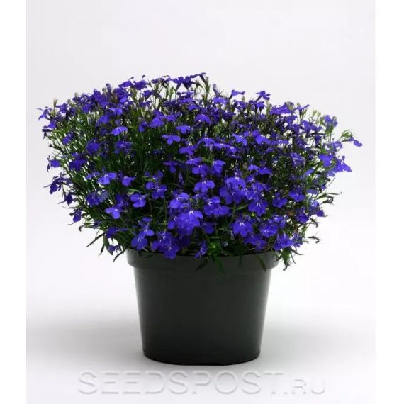 Лобелия эринус 1шт