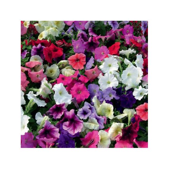 Петуния крупноцветковая 1шт