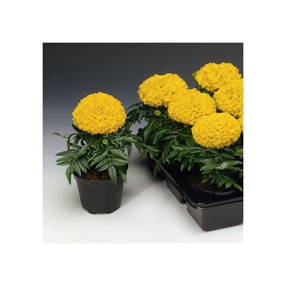 Тагетес ассорт 1шт