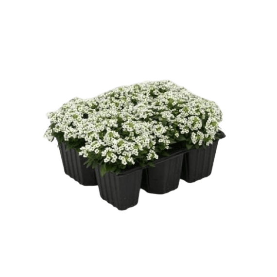 Алиссум морской 1шт