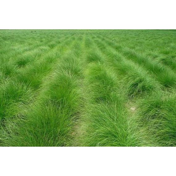 Овсяница луговая 500гр