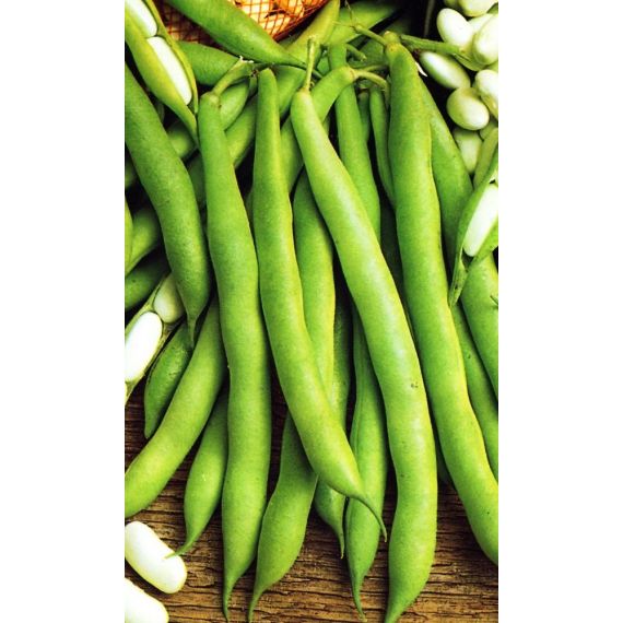 Семена Золотая Сотка Алтая Фасоль овощная Московская белая зеленостручковая 556 5г
