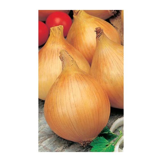 Семена Уральский Дачник Лук репчатый Центурион F1 0,25г