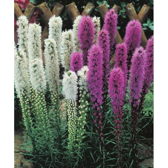 Семена Цветущий Сад Лиатрис Колоссковый 0,05г смесь