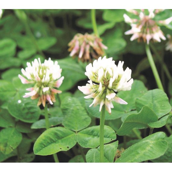 Клевер белый 0,5кг