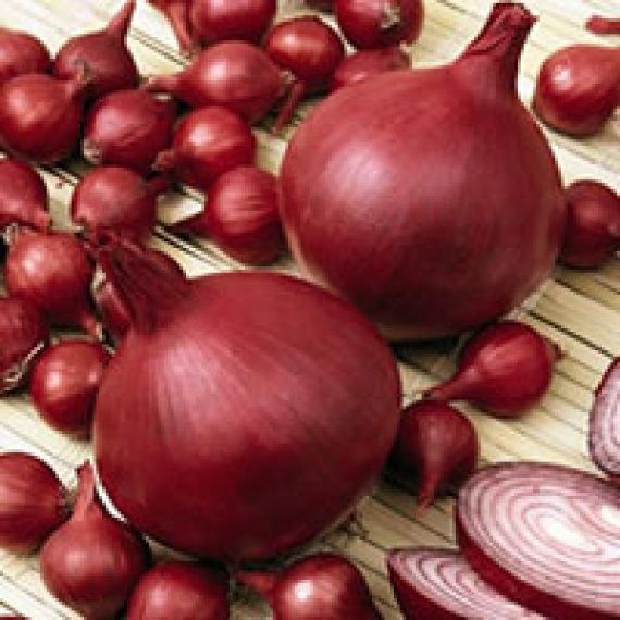 Лук-севок Ред Барон (Голландия) 21-24 0,5 кг
