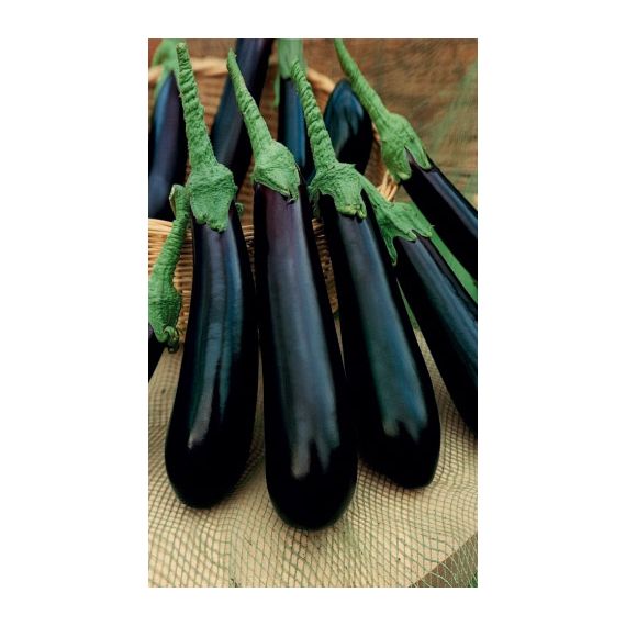 Семена Уральский Дачник Баклажан Длинный фиолетовый 20шт